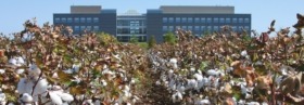 HBJCottonHudsonAlpha