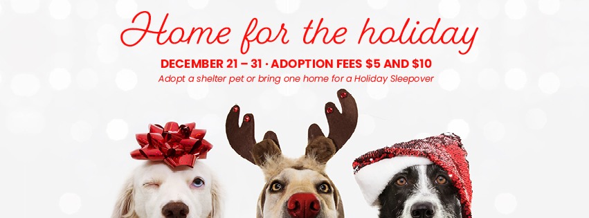 Help a Shelter Pet Find a Home for the Holidays! - Huntsville Business  Journal
