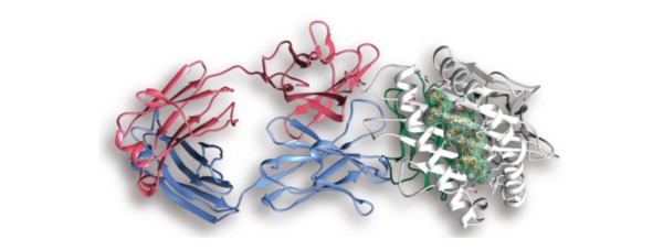 Discovery Life Sciences Launches Proteomic Services Division