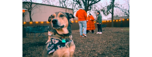 People and pooches alike celebrate opening of Huntsvilles first dog bar